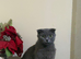 1 Beautiful Scottish Fold Kitten