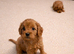 Gorgeous red toy cavapoo