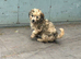 2 Lhasapoos x poodle