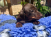 Miniature dachshunds puppies