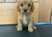 CAVAPOO PUPS F1 REDS PARANTS DNA TESTED