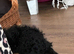 3 mini labradoodles left