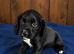 Cocker spaniel puppies