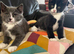 Kittens 12wks £200 each