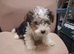 Yorkie Russell Puppies