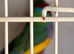 9 gouldians mixed sex