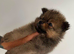 Pomerian puppies