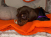 2 lil autumn sizzling sausages
