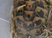 1 Male and 4 Female Hermann Tortoise