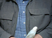 Young budgies
