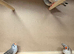 Young zebra finches