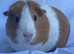 Guinea Pig Sows Dutch £15 each