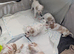 Cavachon puppies