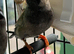 Charcoal Zebra finches