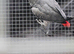 Juvenile Male congo african grey