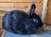 Trio of female bunnies