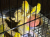 Fancy canary