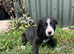 Black and white dog 4 weeks old