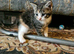 Maine coon cross kittens ready now