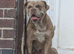 Old tym bulldog