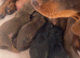 Last boy left miniature dachshund puppy