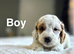 Rain Charming lemon white cockapoos puppies