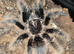 SAF TLITOCATL Albopilosus Curly hair