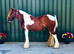 Stunning Skewbald Traditional Cob