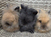 Cute double maned lionheads