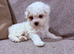 SMALL MALTIPOO PUPPIES