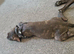 Staffy cross boy