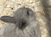 Newborn mini lops to reserve