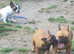 Standard red fawn/pied French bulldog
