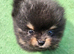 Pomerainium puppies for sale small type