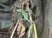 Casque Head Iguana babies