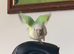 Breeding pair of friendly conures
