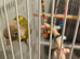 Conure