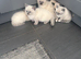 Ragdoll kittens