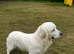 Golden Retriever Puppies ready now