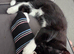 15 week old kitten black and white