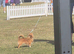 KC registered chihuahua boy