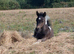 3 year old mare and foal at foot
