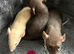 Baby dumbo rats for sale