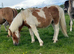 Shetland x dhp yearling filly