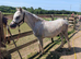 Registered A filly