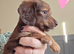 Long haired mini dachshund