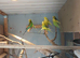 Budgies for sale in cardiff
