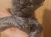 Maine coon polydactyl