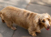 Longhair miniature dachshund