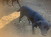Lollie(labs x collie )